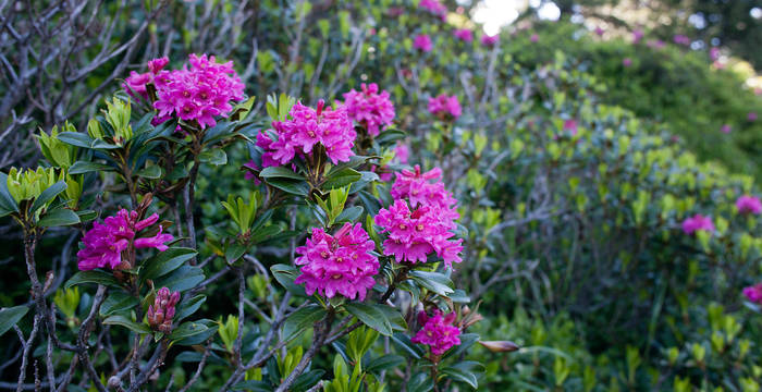 Rhododendron ferrugineum © Matthias Sorg