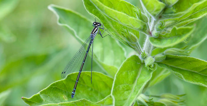 Kleinlibelle © Matthias Sorg