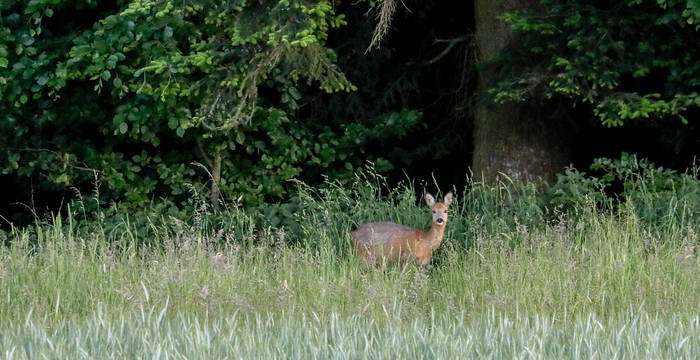 Cervo nella foresta © Matthias Sorg