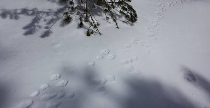 Tracce di lepre - © Andrea Persico