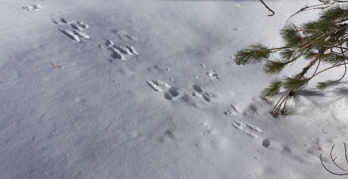 Tracce di lepre - © Andrea Persico
