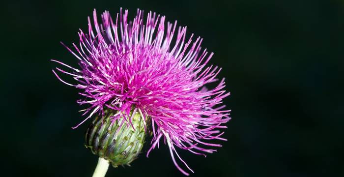 Cirsium helenioides - © Andrea Persico