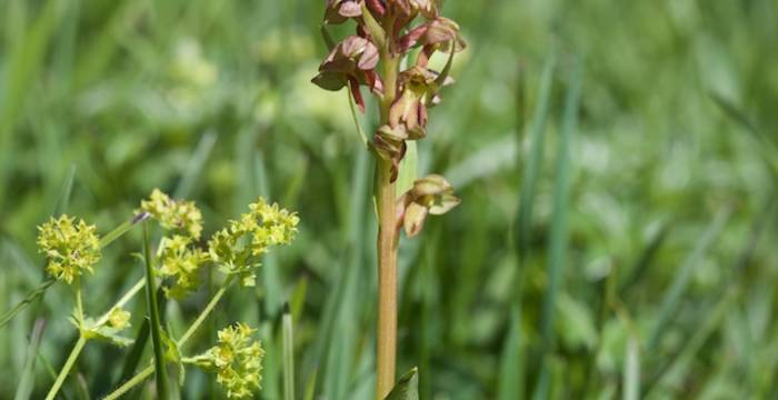 Coeloglossum viride - © Andrea Persico