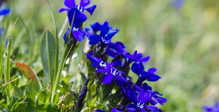 Gentiana bavarica - © Andrea Persico