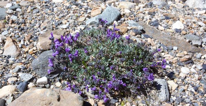 Linaria alpina - © Andrea Persico