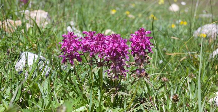 Pedicularis verticillata - © Andrea Persico