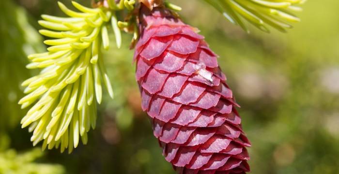 Giovane cono di Picea abies - © Andrea Persico