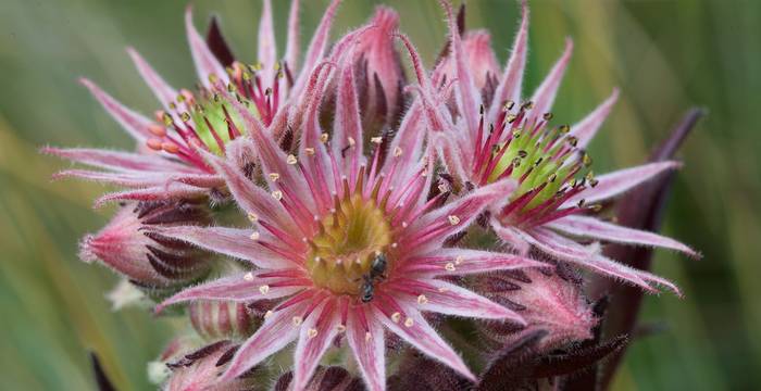 Sempervivum tectorum - © Andrea Persico