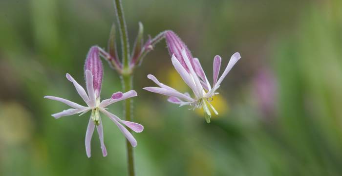 Silene nutans - © Andrea Persico