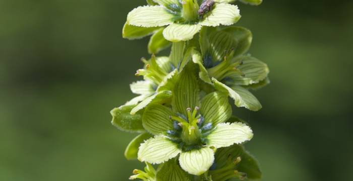 Veratrum album subsp. lobelianum - © Andrea Persico