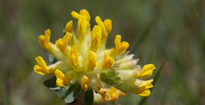 Anthyllis vulneraria © A. Persico