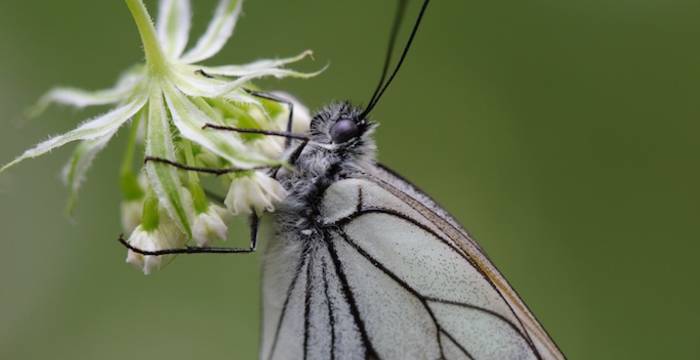 Aporia crataegi © A. Persico