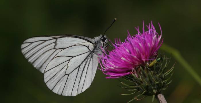 Aporia crataegi su cardo © A. Persico