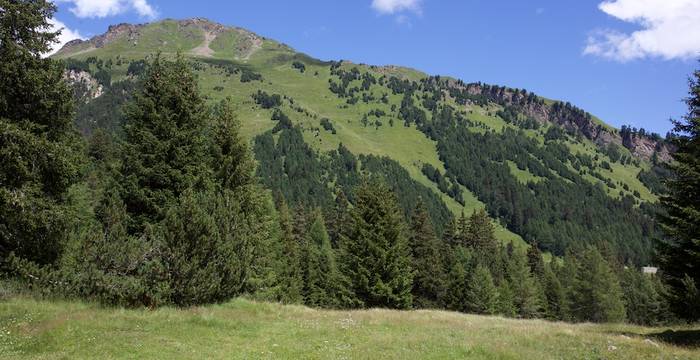 Boschi sopra Acquacalda © A. Persico