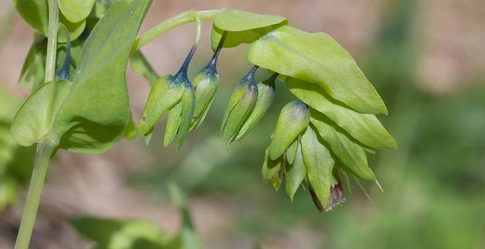 Cerinthe glabra © A. Persico