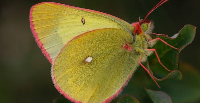 Colias palaeno maschio © A. Persico