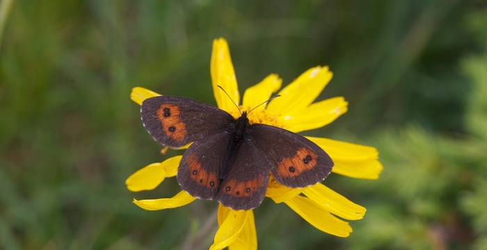 Farfalla su Arnica montana © A. Persico