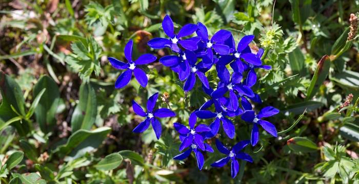 Gentiana bavarica © A. Persico
