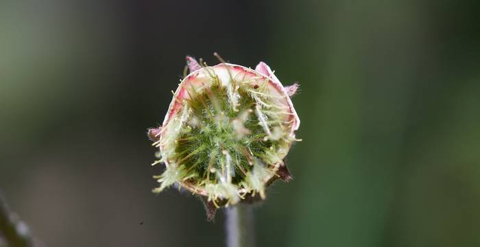Geum rivale © A. Persico
