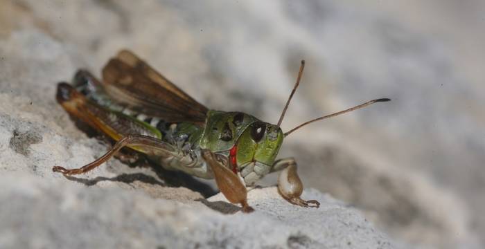 Gomphocerus sibiricus maschio © A. Persico