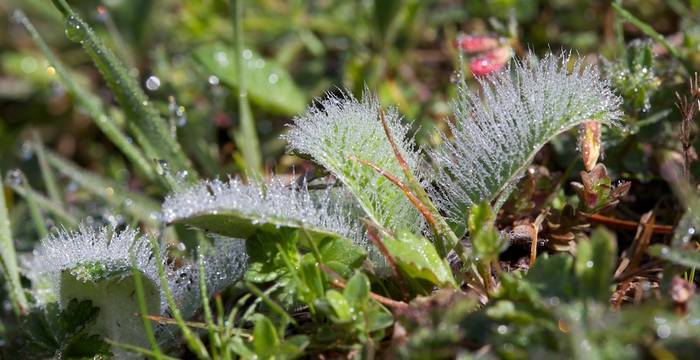 Hieracium pilosella © A. Persico