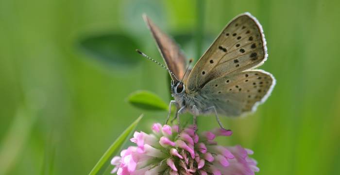Licenide su Trifolium pratense © A. Persico