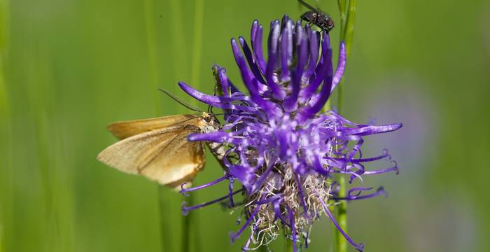 Phyteuma e farfalla © A. Persico