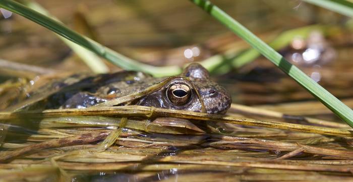 Rana temporaria © A. Persico