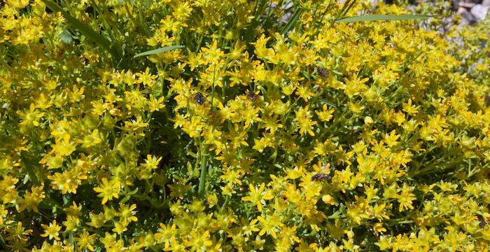 Saxifraga aizoides © A. Persico