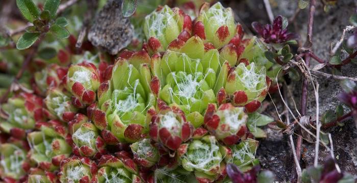 Sempervivum arachnoideum © A. Persico