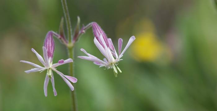 Silene nutans © A. Persico