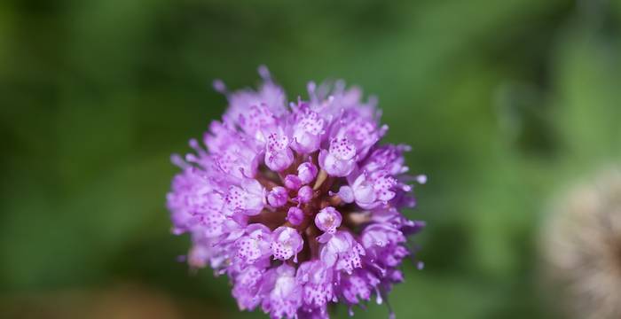 Traunsteinera globosa © A. Persico