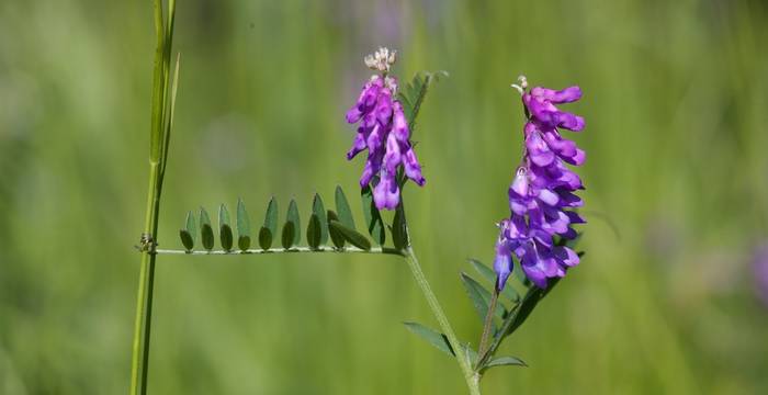 Vicia cracca © A. Persico