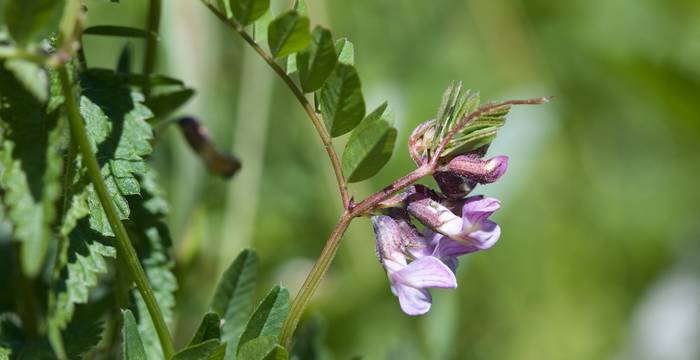 Vicia sepium © A. Persico