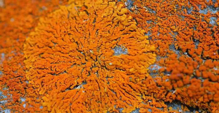 Lichene Xanthoria © A. Persico