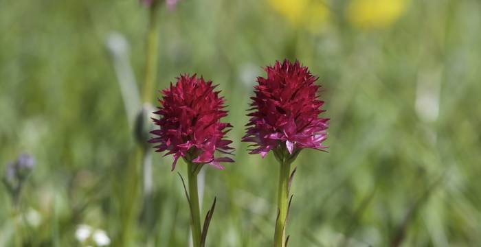 Nigritella © Andrea Perisco