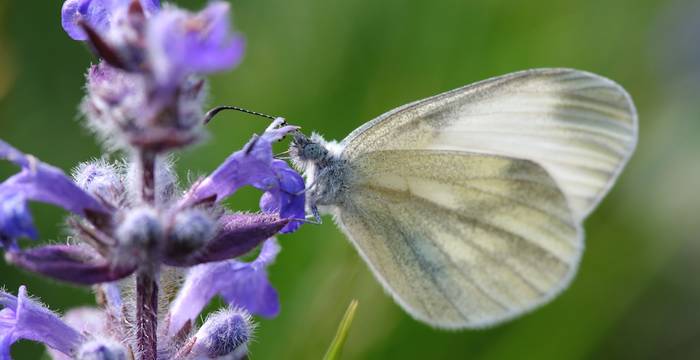 Farfalla Leptidea su iva comune