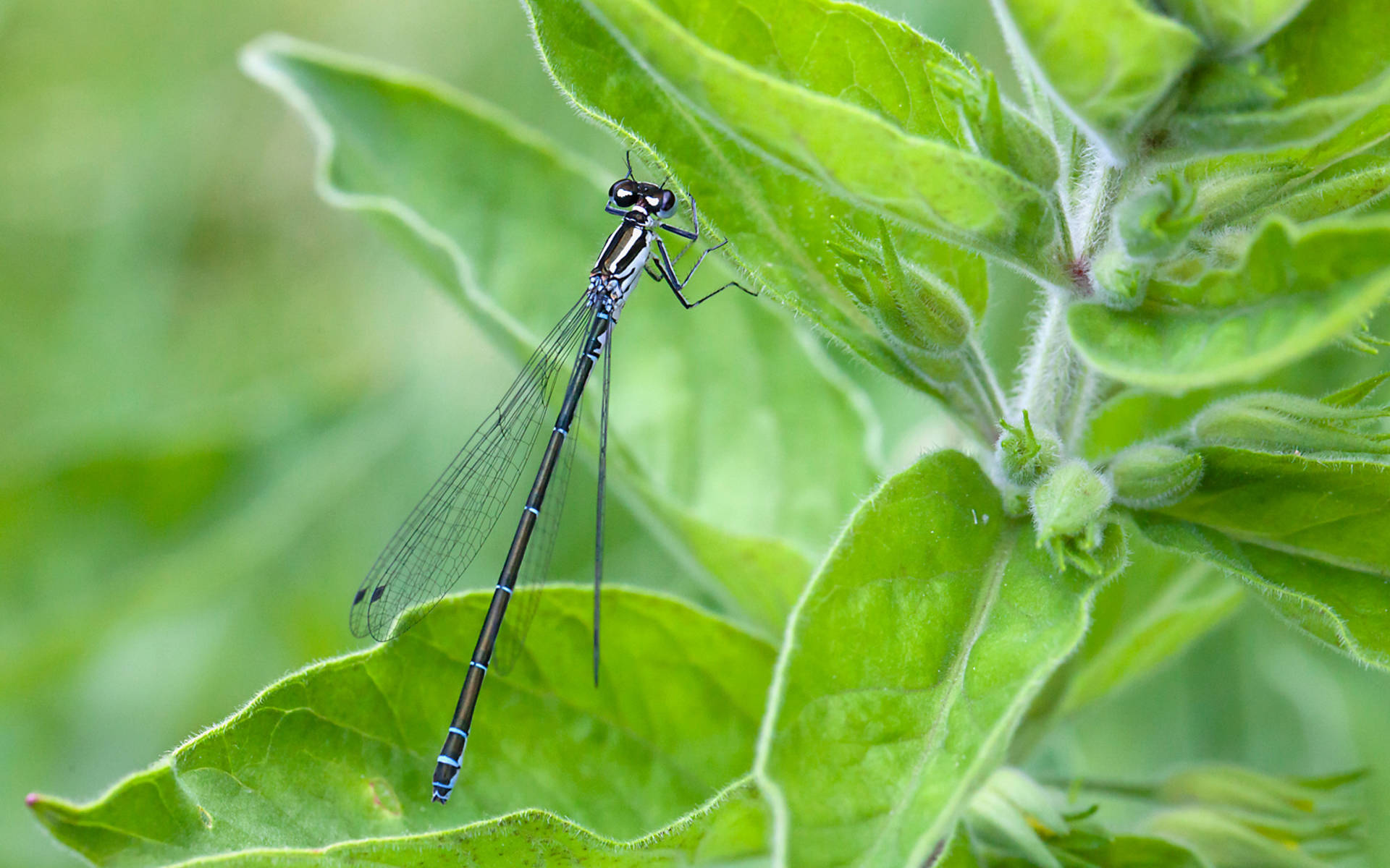 Zygoptera © Matthias Sorg