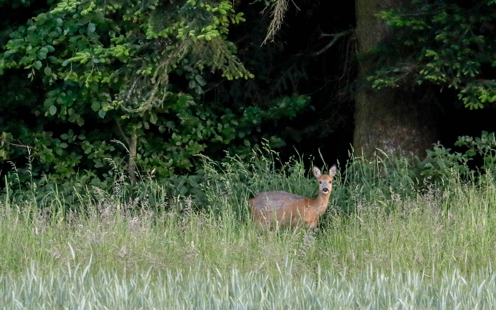 Chevreuils dans la forêt © Matthias Sorg