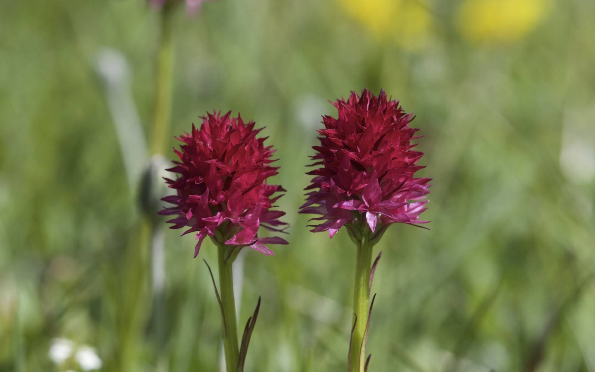 Nigritella © Andrea Perisco