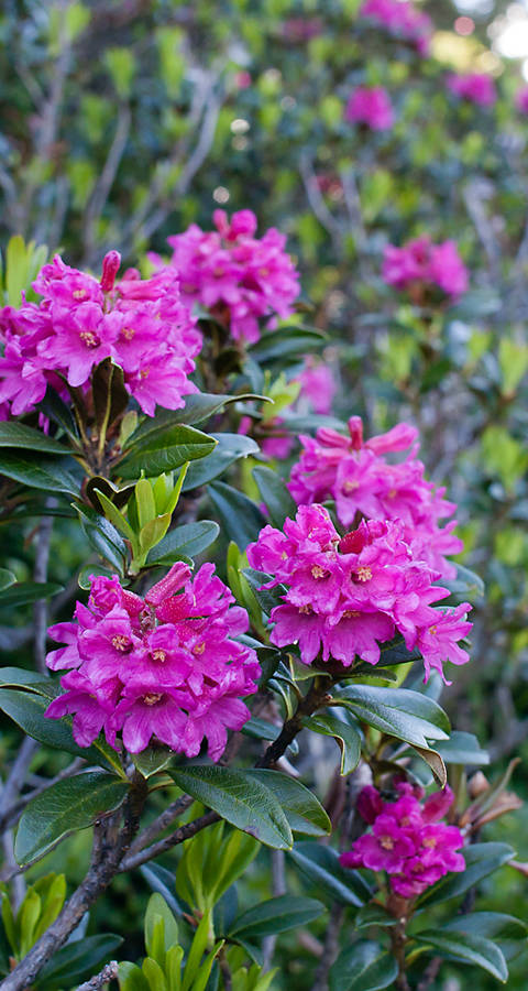Rhododendron ferrugineum © Matthias Sorg