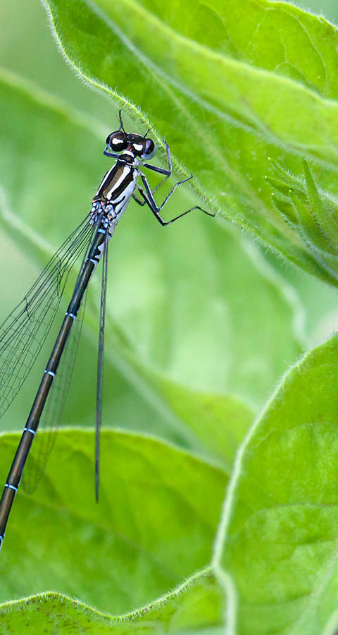 Kleinlibelle © Matthias Sorg
