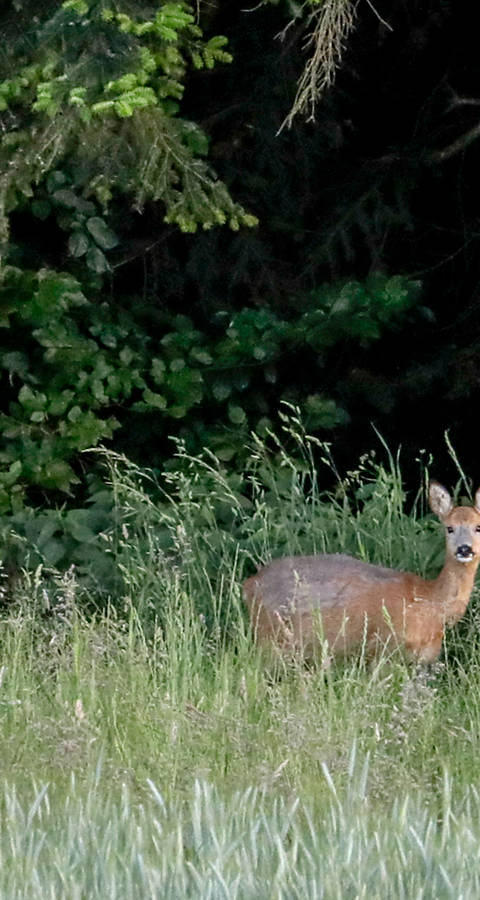 Reh im Wald © Matthias Sorg