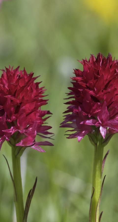 Nigritella © Andrea Perisco