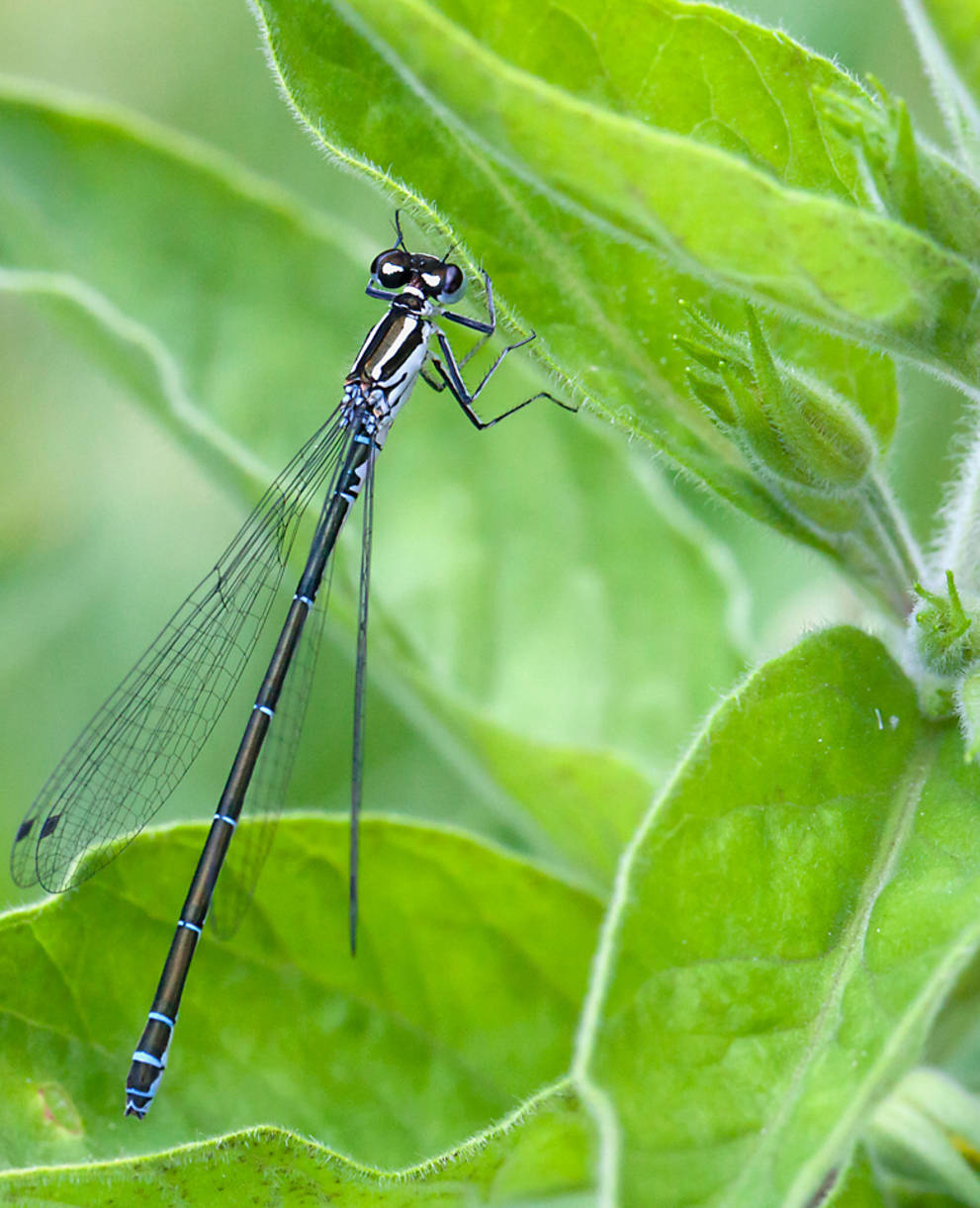 Libellula damigella © Matthias Sorg