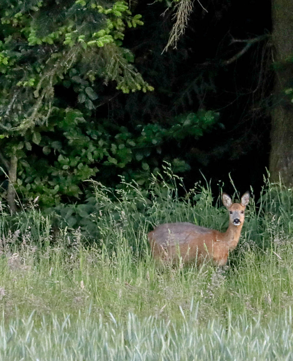 Chevreuils dans la forêt © Matthias Sorg