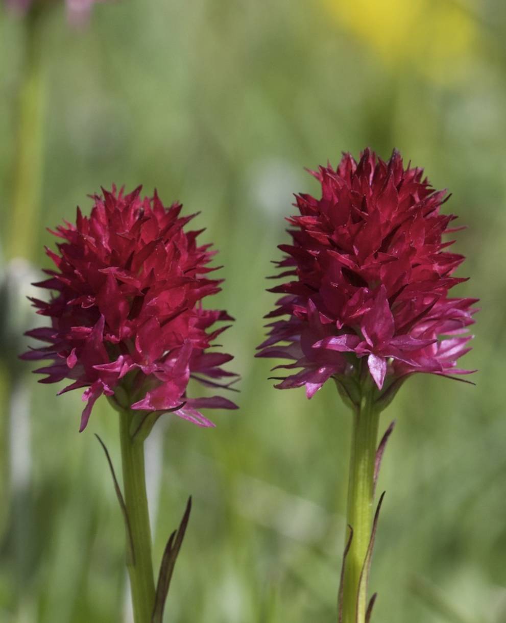 Nigritella © Andrea Perisco